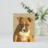 Carte postale de chiot Pitbull (Debout devant)