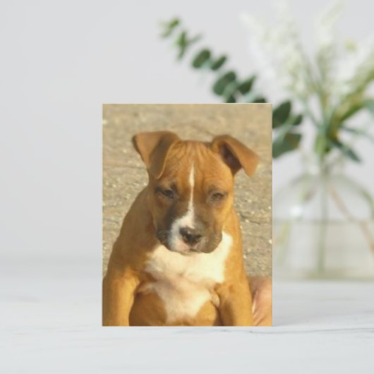 Carte postale de chiot Pitbull (Debout devant)