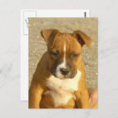 Carte postale de chiot Pitbull (Devant / Derrière)