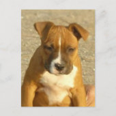 Carte postale de chiot Pitbull (Devant)