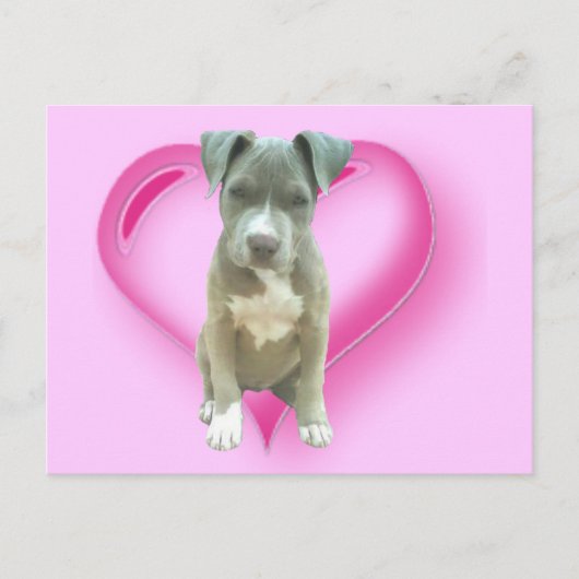 Carte postale de chiot Pitbull (Devant)