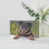 Carte postale de chiot Rottweiller (Debout devant)
