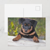 Carte postale de chiot Rottweiller (Devant / Derrière)