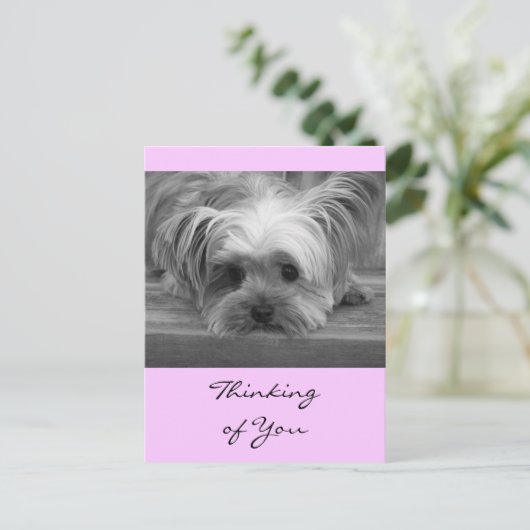 Carte postale de chiot Yorkshire Terrier "Thinking (Debout devant)