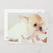 Carte postale de chiots doux (Devant / Derrière)