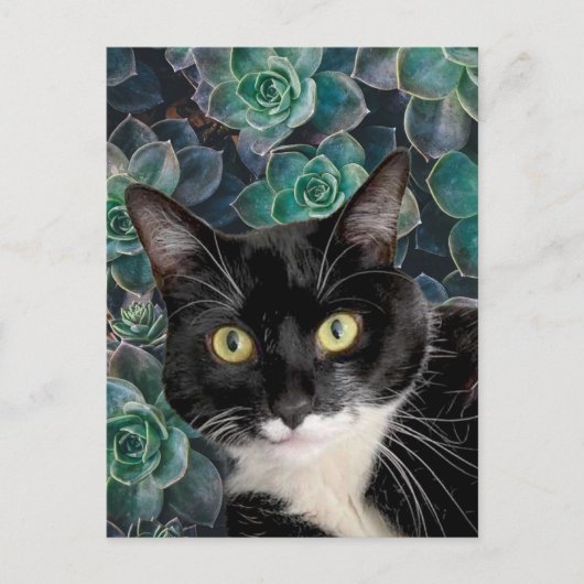 Carte postale de Chouchou (Devant)