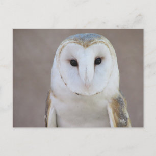 Carte postale de chouette effraie