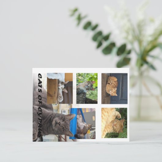 Carte postale de Chypre (Debout devant)