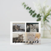 Carte postale de Chypre (Debout devant)