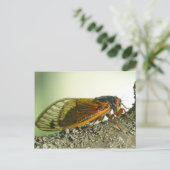 Carte postale de cigale périodique. (Debout devant)