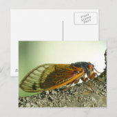 Carte postale de cigale périodique. (Devant / Derrière)