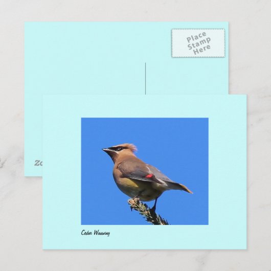 Carte postale de cire de cèdre (Devant / Derrière)