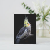 Carte postale de cockatiel (Debout devant)