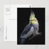 Carte postale de cockatiel (Devant / Derrière)