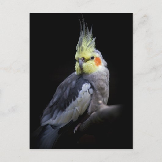 Carte postale de cockatiel (Devant)