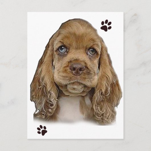 Carte postale de Cocker Spaniel (Devant)