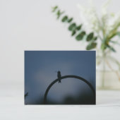 Carte postale de colibri (Debout devant)