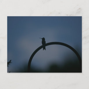Carte postale de colibri