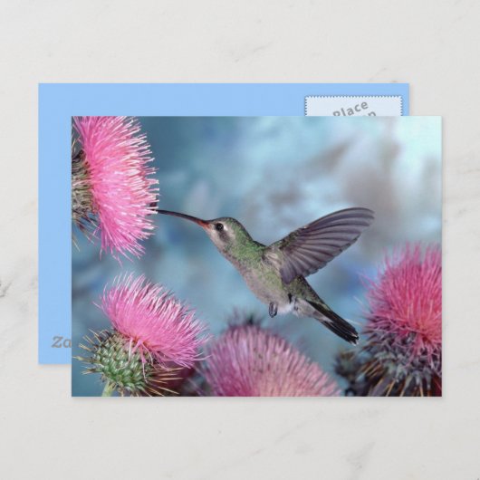 Carte postale de colibri (Devant / Derrière)