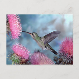 Carte postale de colibri