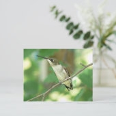 Carte postale de colibri à gorge rubis femelle. (Debout devant)
