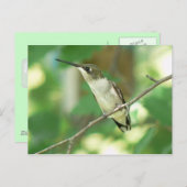 Carte postale de colibri à gorge rubis femelle. (Devant / Derrière)