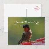 Carte postale de colibri masculin - personnaliser (Devant / Derrière)