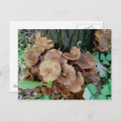 Carte postale de colonie de champignons bruns (Devant / Derrière)