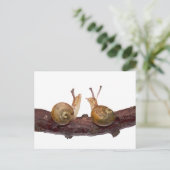 Carte postale de conversation de bébé escargot (Debout devant)