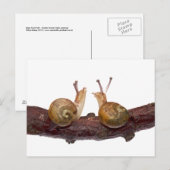 Carte postale de conversation de bébé escargot (Devant / Derrière)