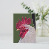 Carte postale de coq (Debout devant)