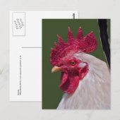 Carte postale de coq (Devant / Derrière)