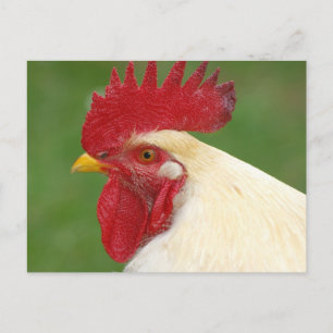 Carte postale de coq blanc avec crête rouge