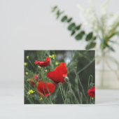 Carte postale de coquelicots dans la nature (Debout devant)