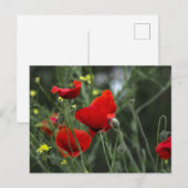 Carte postale de coquelicots dans la nature (Devant / Derrière)
