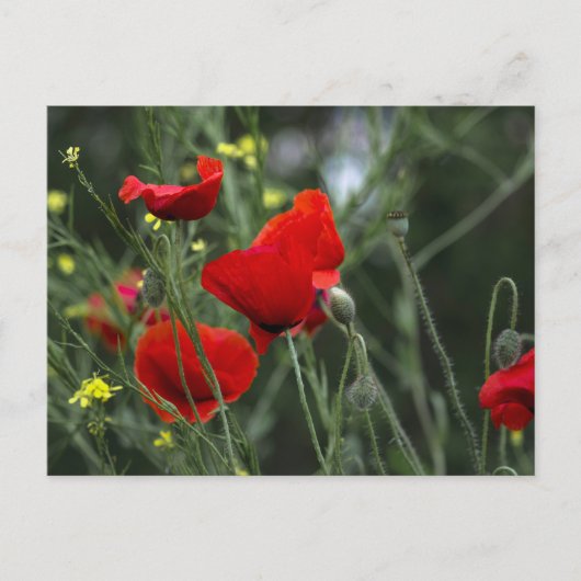 Carte postale de coquelicots dans la nature (Devant)