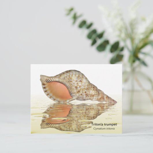 Carte postale de coquillages de Triton (Debout devant)