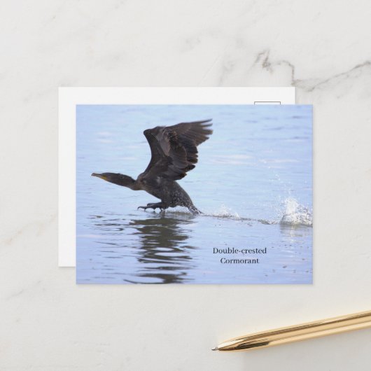 Carte postale de Cormoran à double crête (Devant/Arrière en situation)