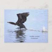 Carte postale de Cormoran à double crête (Devant)