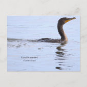 Carte postale de cormoran à double crête (Devant)