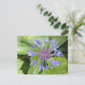 Carte postale de Cornflower bleu (Debout devant)