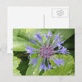 Carte postale de Cornflower bleu (Devant / Derrière)