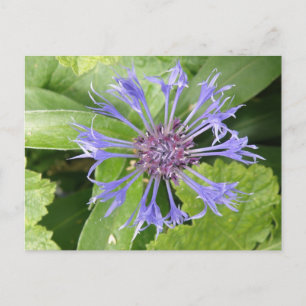 Carte postale de Cornflower bleu