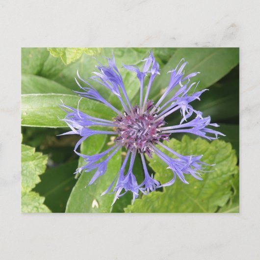 Carte postale de Cornflower bleu (Devant)