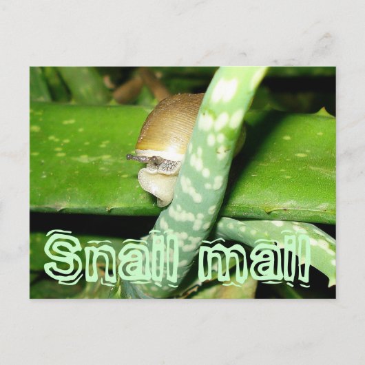 Carte postale de courrier d'escrocs (Devant)