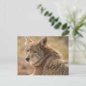 Carte postale de coyote (Debout devant)