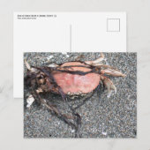 Carte postale de crabe (Devant / Derrière)