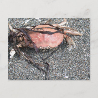 Carte postale de crabe