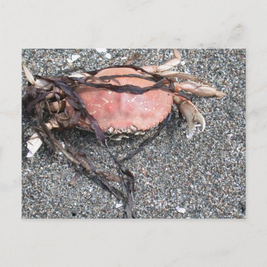 Carte postale de crabe (Devant)