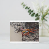 Carte postale de crabe des Galapagos colorés (Debout devant)